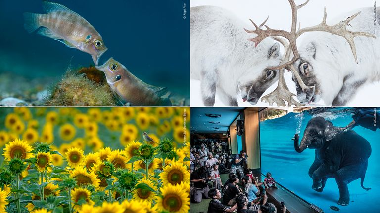 Clockwise from top left, photographs by Angel Fitor/ Stefano Unterthiner/ Adam Oswell/ Andrés Luis Dominguez Blanco - all Wildlife Photographer Of The Year 2021 category winners