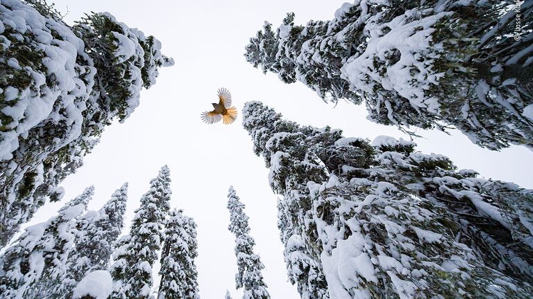 High-Flying Jay by Lasse Kurkela, from Finland Winner, is the winner in the 15-17 Years category of the 2021 Wildlife Photographer Of The Year competition. Pic: Lasse Kurkela/ Wildlife Photographer Of The Year

Lasse Kurkela (Finland) watches a Siberian jay fly to the top of a spruce tree to stash its food. Lasse wanted to give a sense of scale in his photograph of the Siberian jay, tiny among the 