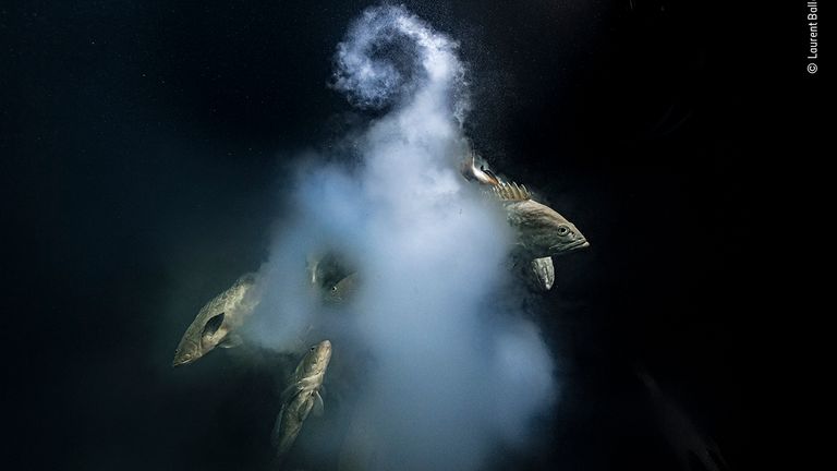 Creation by Laurent Ballesta, from France, is the winner in the underwater category and also the overall winner of the Wildlife Photographer Of The Year 2021 competition. Pic: Laurent Ballesta/ Wildlife Photographer Of The Year