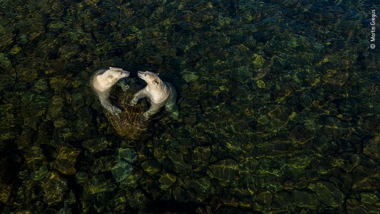 Cool time, from Land time for sea bears by Martin Gregus, Canada / Slovakia Winner, Rising Star Portfolio Award Caption: Martin Gregus (Canada/Slovakia) shows polar bears in a different light as they come ashore in summer. On a hot summer’s day, two female polar bears took to the shallow intertidal waters to cool off and play. Martin used a drone to capture this moment. For

him, the heart shape symbolises the apparent sibling affection between them and ‘the love we as people owe to the natural 