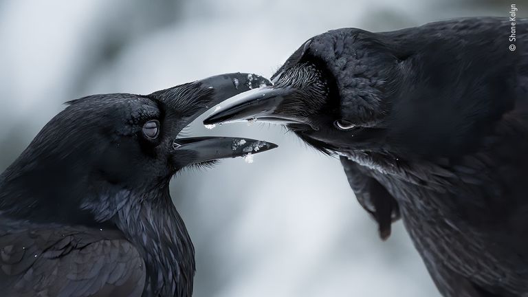 The Intimate Touch by Shane Kalyn, from Canada, is the winner in the Behaviour: Birds category of the 2021 Wildlife Photographer Of The Year competition. Pic: Shane Kalyn/ Wildlife Photographer Of The Year