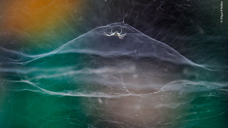Dome Home by Vidyun R Hebba - a tent spider captured with a moving TukTuk in the background. The picture is the winner in the 10 years and under category in the 2021 Wildlife Photographer Of The Year competition. Pic: Vidyun R Hebbar/ Wildlife Photographer Of The Year