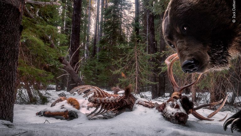 Grizzly Leftovers by Zack Clothier, from the US, is the winner in the Animals In Their Environment category of the Wildlife Photographer Of The Year 2021 competition. Pic: Zack Clothier/ Wildlife Photographer Of The Year