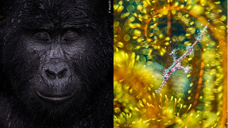 Majed Ali's image of a mountain gorilla closing its eyes in the rain is the winner in the animal portraits category of the Wildlife Photographer Of The Year 2021 competition, while Alex Mustard's ghost pipefish hiding among the arms of a feather star wins in the natural artistry category. Pics: Majed Ali/ Alex Mustard - Wildlife Photographer Of The Year