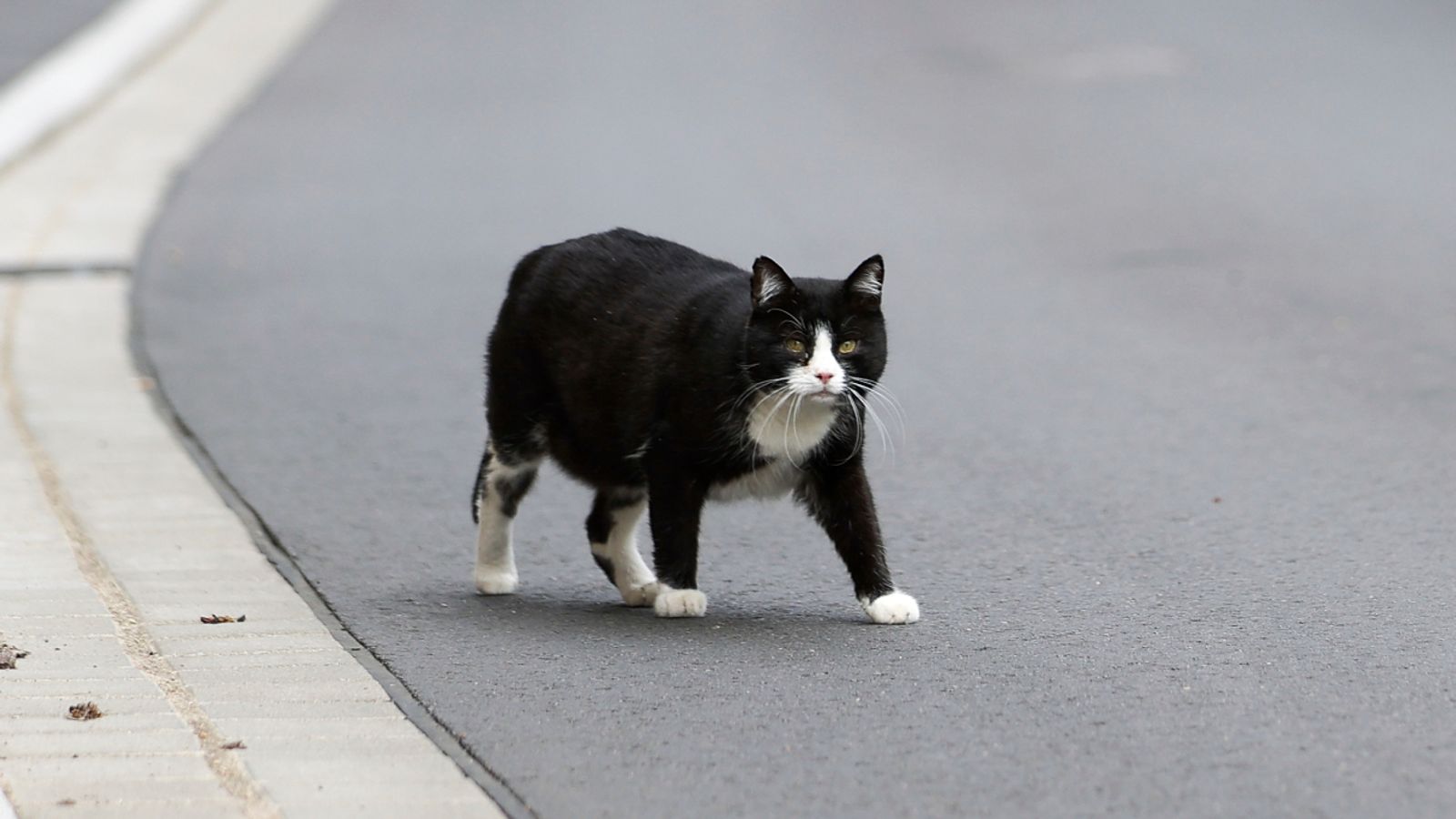Australian council to ban cats outside unless they are on a lead