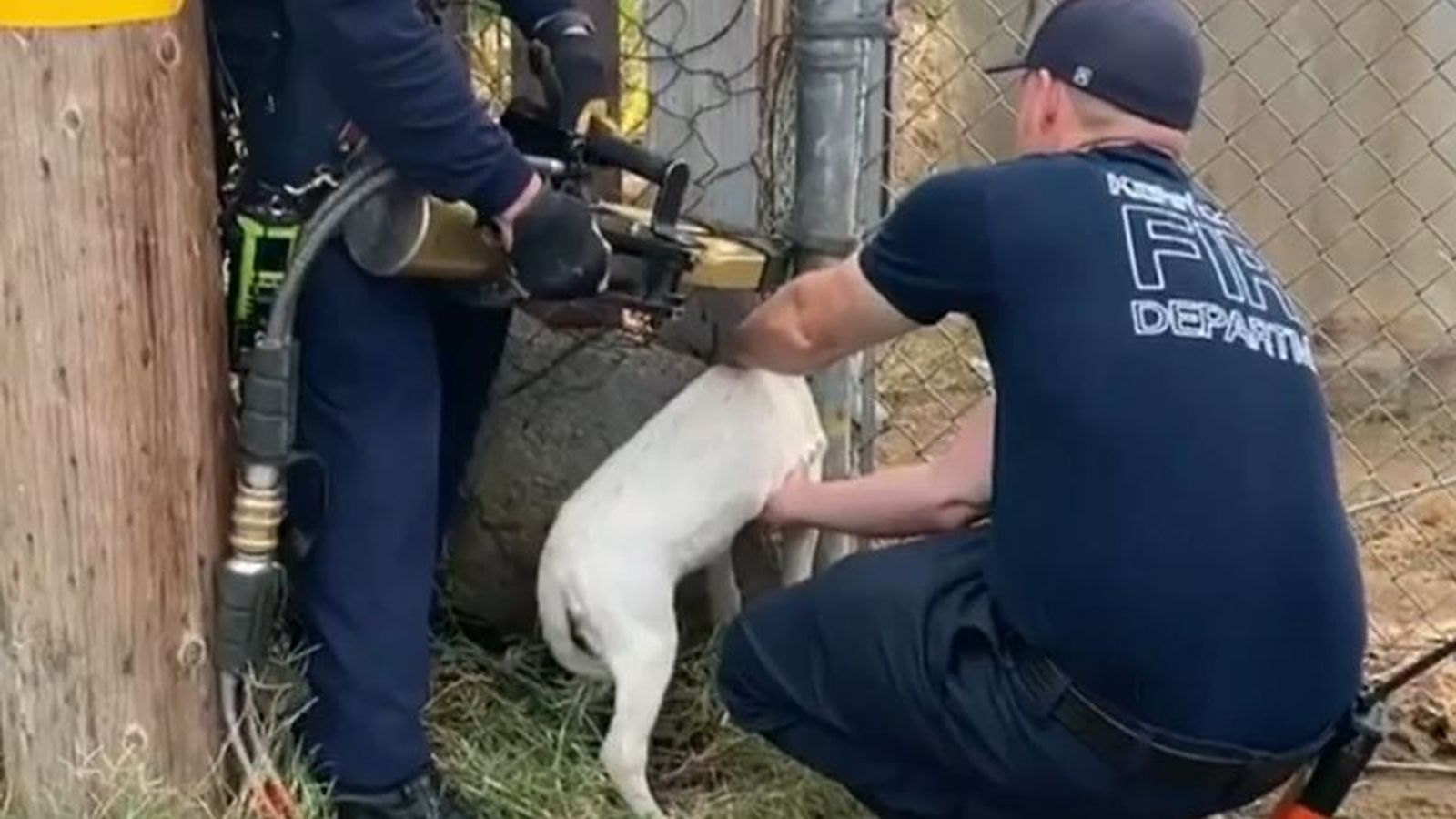 Video Dog with head stuck in fence is cut free US News Sky News