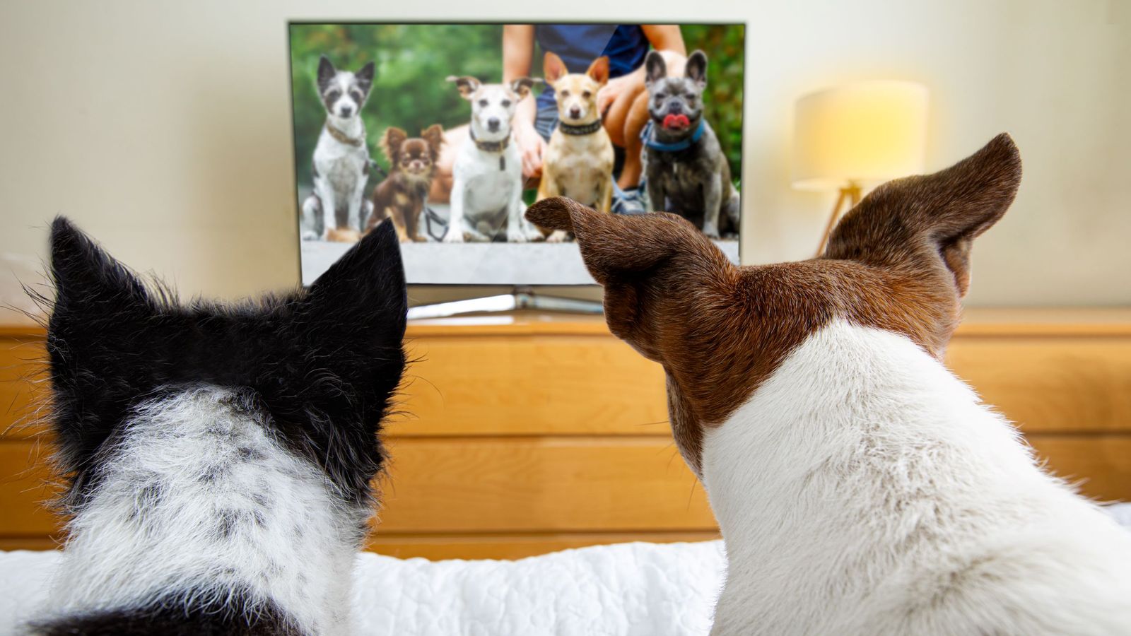 Dogs TV channel: DogTV set to launch to help with stress and behavioural problems