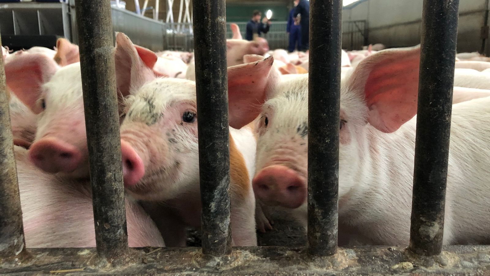 China targets EU pork as threat of trade war escalates