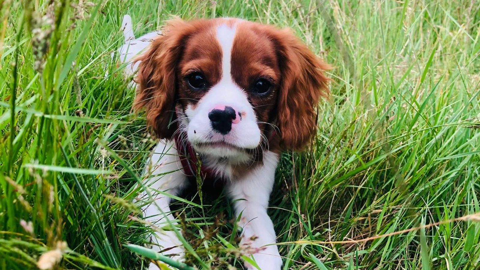 Dog owners warned over surge in 'curious' puppies eating poisonous ...