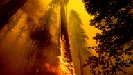 Flames burn up a tree as part of the Windy Fire in the Trail of 100 Giants grove in Sequoia National Forest, Calif., on Sept. 19, 2021. Sequoia National Park says lightning-sparked wildfires in the past two years have killed a minimum of nearly 10,000 giant sequoia trees in California. The estimate released Friday, Nov. 19, 2021, accounts for 13% to 19% of the native sequoias that are the largest trees on Earth. (AP Photo/Noah Berger, File)