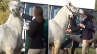 The woman was filmed hitting and kicking the horse. Pic: Hertfordshire Hunt Saboteurs