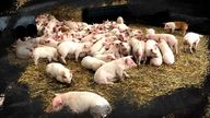 Pigs crisis