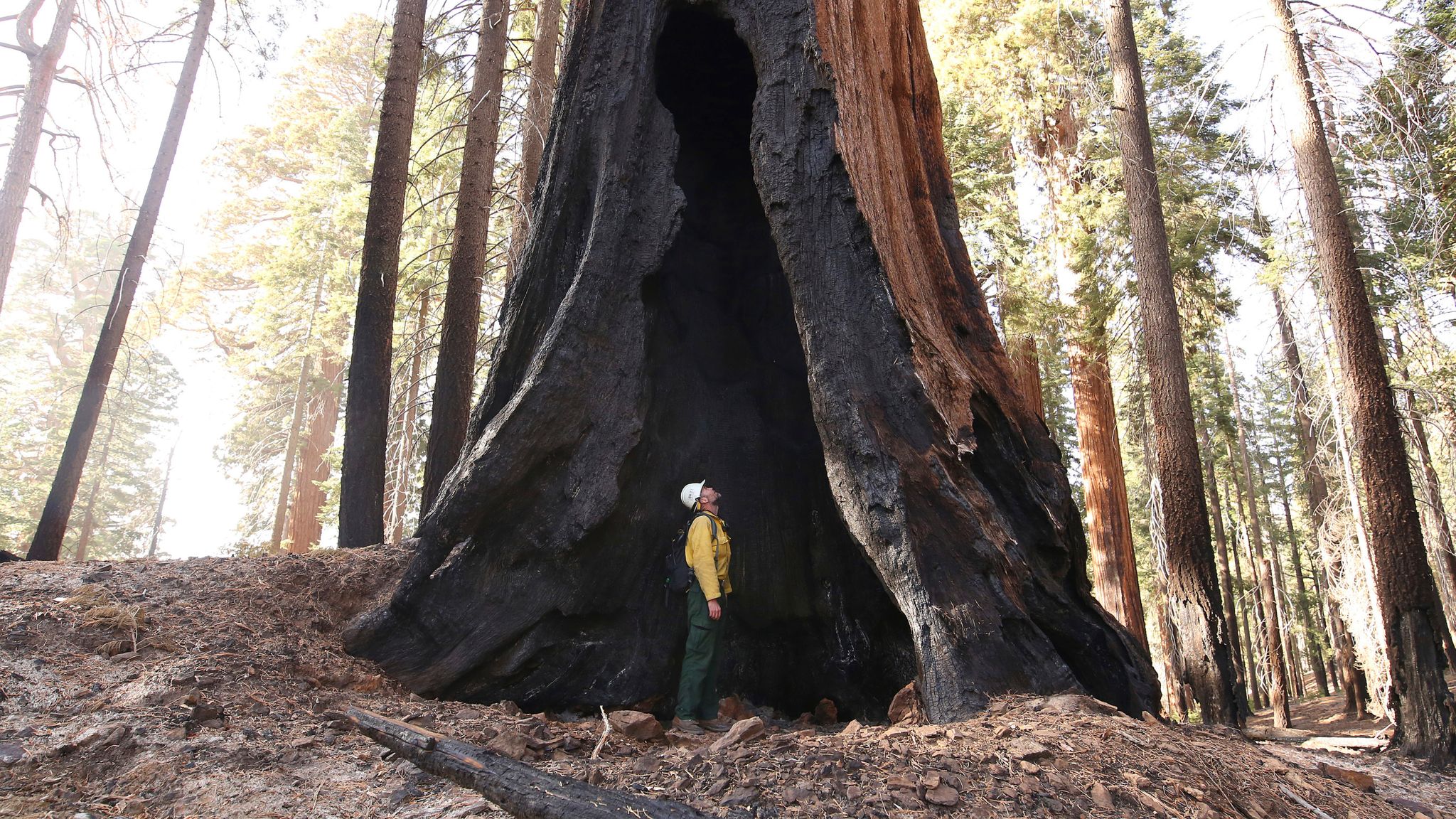 California Wildfires At Least 10000 Giant Sequoia Trees Killed After Lightning Strikes Spark 
