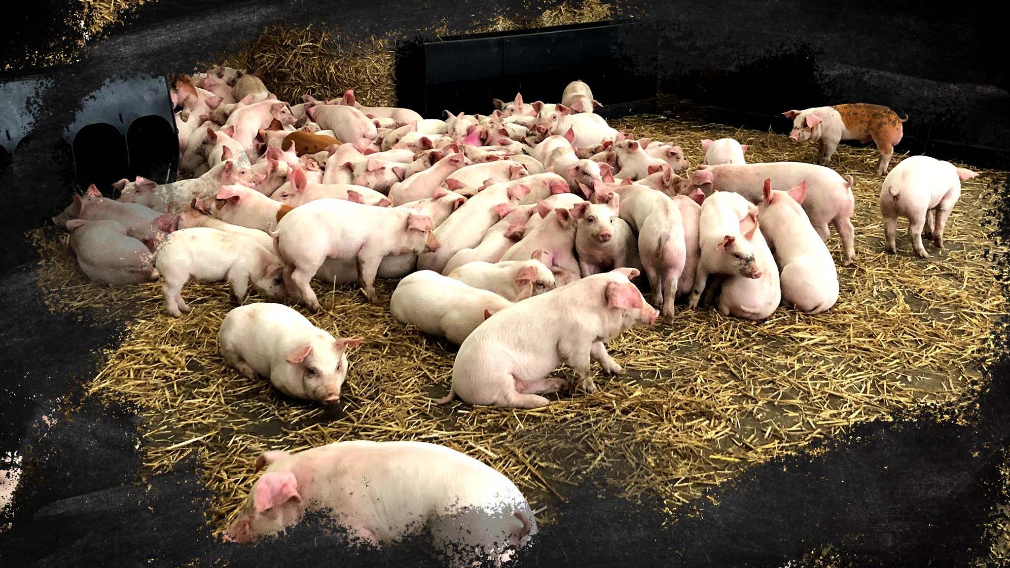 The 'soul-destroying' impact of the pig crisis - and why it's happening |  UK News | Sky News
