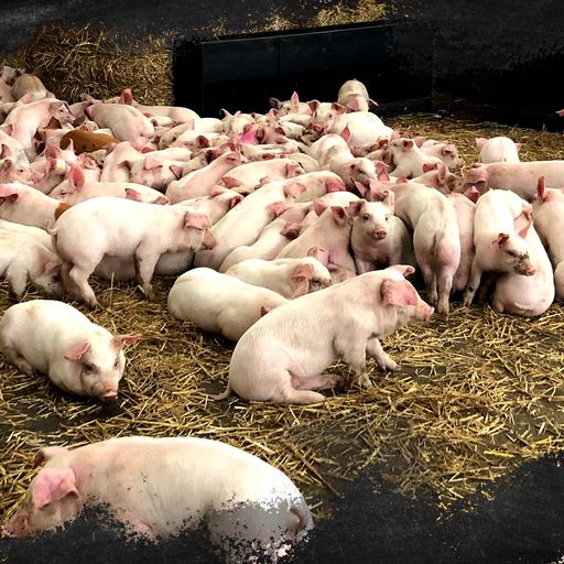 The 'soul-destroying' impact of the pig crisis