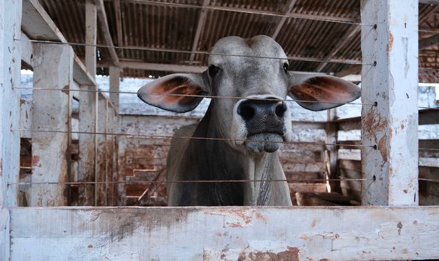 Multimillion pound beef washing conspiracy means Amazon's rainforest destroyed so the world can eat meat - Vimarsana News