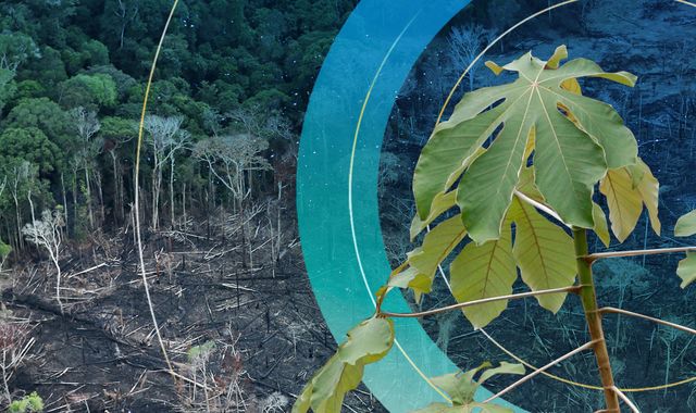 COP26: More than 100 countries commit to ending and reversing deforestation by 2030 - Vimarsana News