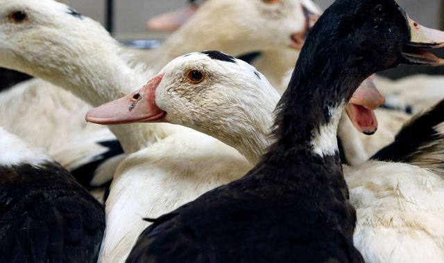 Bird flu discovered in a person in South West England, UKHSA confirms - Vimarsana News