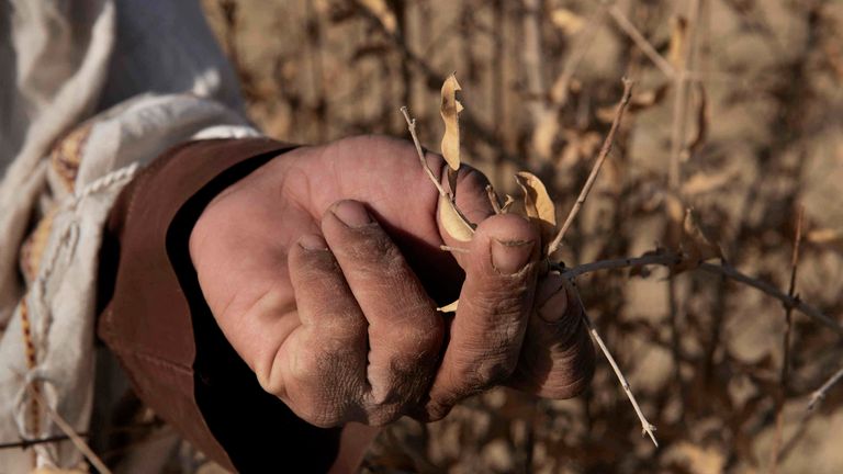 Drought has affected crops across Afghanistan