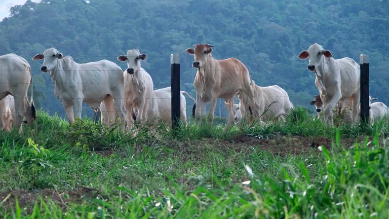 Le chef de l'association des éleveurs de bétail estime que l'Occident devrait payer pour que les agriculteurs arrêtent l'agriculture