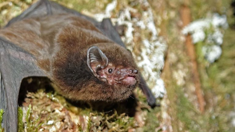 Close up of long- tailed bat