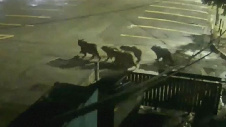 Bears take a stroll through police station car park in Wyoming