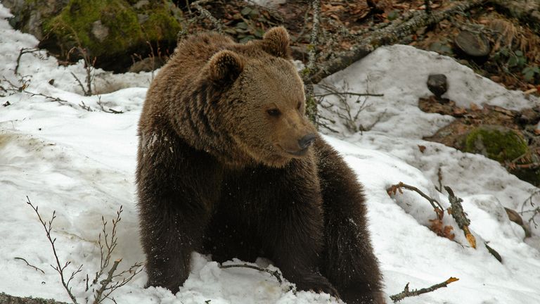 European Brown Bear in natural Park of Pyrennees Ursus arctos arctos