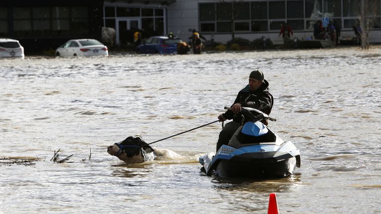 A man uses a jet ski to help a cow swim across a flooded field to rescue after rainstorms caused flooding and landslides in Abbotsford, British Columbia, Canada November 16, 2021. REUTERS/Jesse Winter
