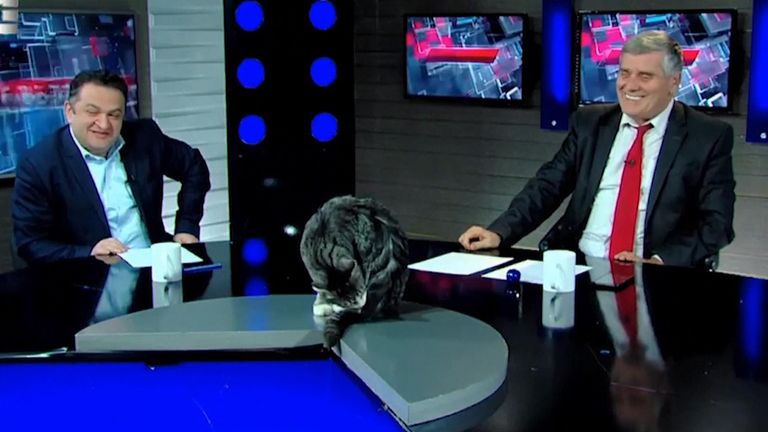 Georgian cat joins TV news show
