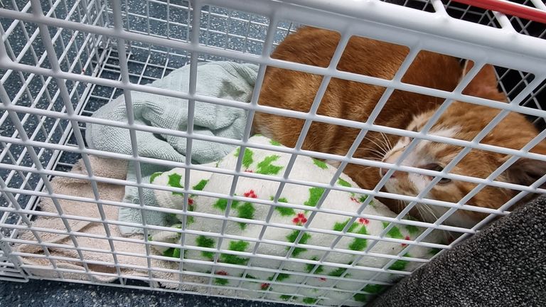Big Ginge being transported in a carrier 