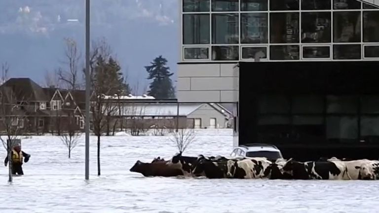 Cattle are herded through flood water in British Columbia