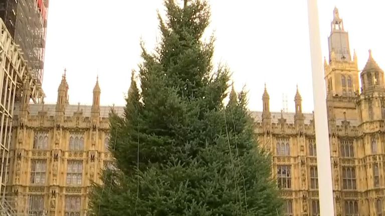 Christmas tree is set up outside the Houses of Parliament