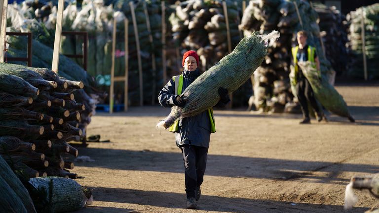 Un travailleur transporte des arbres de Noël emballés dans la cour alors qu'ils se préparent pour le marché, au domaine de Yattendon dans le West Berkshire