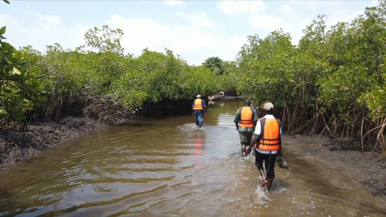 Mangroves are a powerful natural carbon sink and protect coastal areas from erosion and storm surges