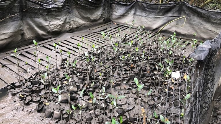 Seedlings have been planted on the edges of what was once one of Brazil’s largest landfill sites, Jardim Gramacho