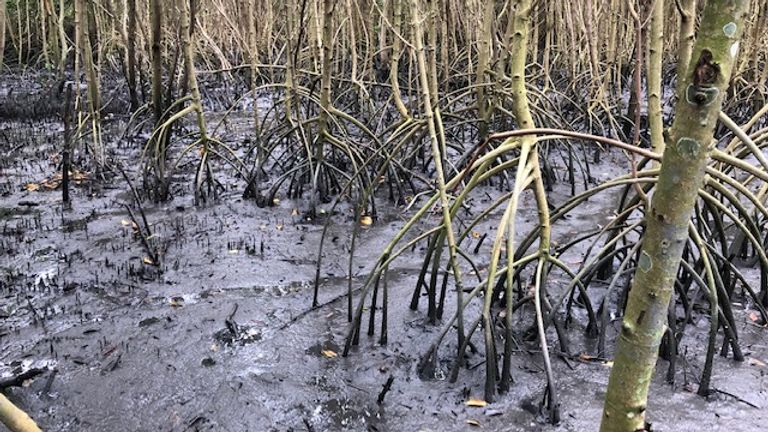 Rubbish was previously dumped directly into the mangroves, which suffocated the vegetation 