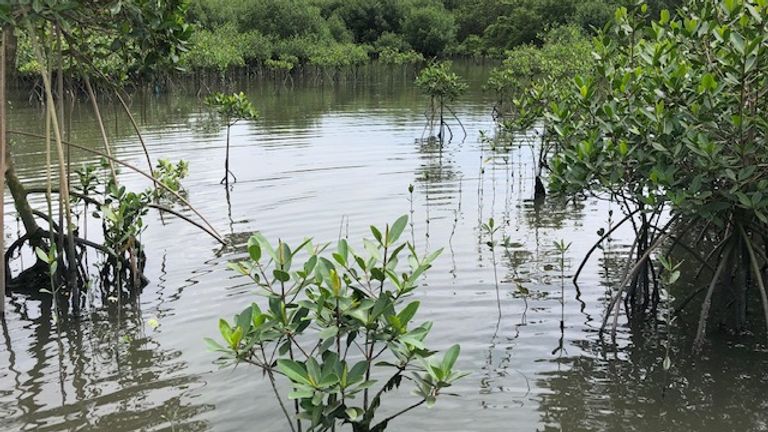 Die Einheimischen bauten in einer verzweifelten Zeit eine Festung zwischen den Mangroven und dem Fluss, um den Müll vom Angriff fernzuhalten