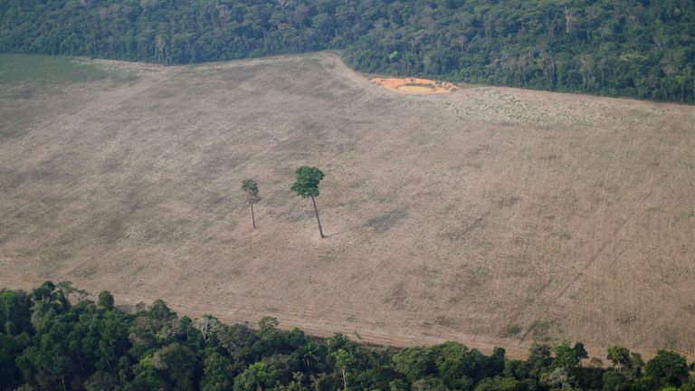 FILE PHOTO: An aerial view shows a tree at the center of a deforested plot of the Amazon near Porto Velho, Rondonia State, Brazil August 14, 2020. REUTERS/Ueslei Marcelino/File Photo
