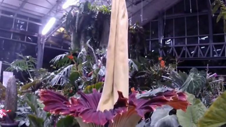 Corpse flower blooms in California 