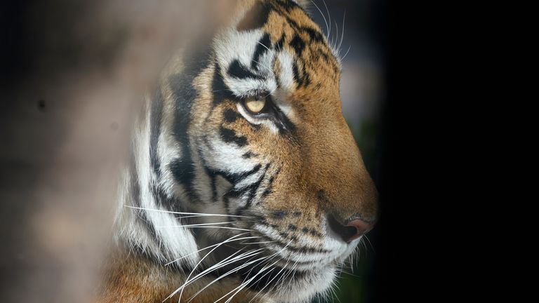 Tiger im Denver Zoo wurden Anfang dieses Jahres ebenfalls positiv auf COVID getestet