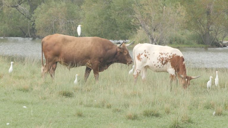 Cows and the cattle industry are often blamed for contributing to greenhouse gas emissions. 