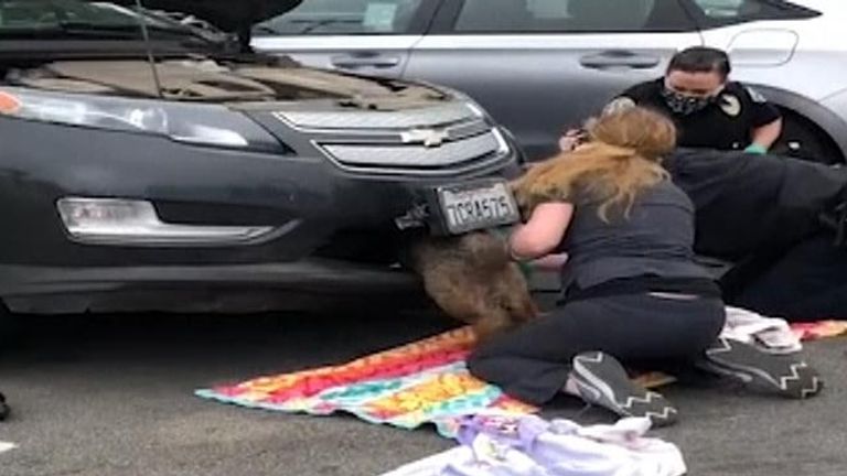 Coyote caught in car bumper released back to wild