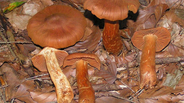 Deadly webcaps, or cortinarius rubellus, among the poisonous mushrooms that grow in the UK. Pic: Eric Steinert
