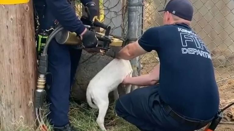 Dog is cut out of fence after getting head stuck