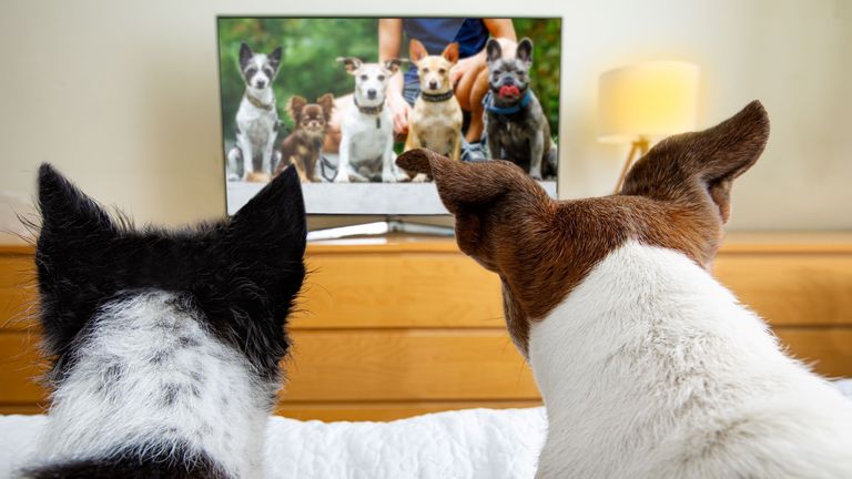 Dogs watching TV