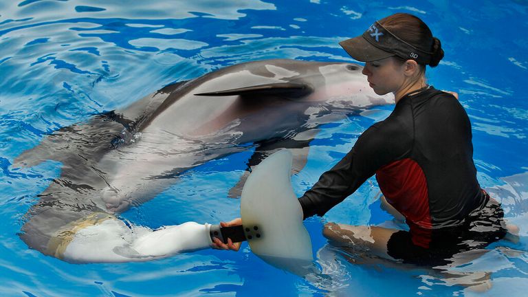 Winter had ived at Clearwater Marine Aquarium for more than 10 years. Pic: AP
