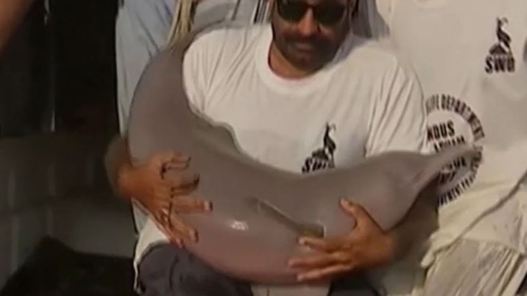 Indus dolphin rescued from fishing net and replaced in safer waters in Pakistan