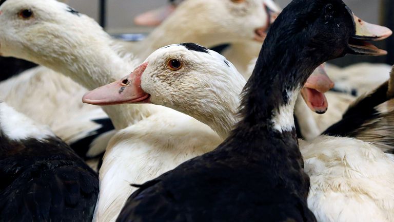 Bird flu has been detected in captive birds and wild birds at multiple sites in the UK. File pic