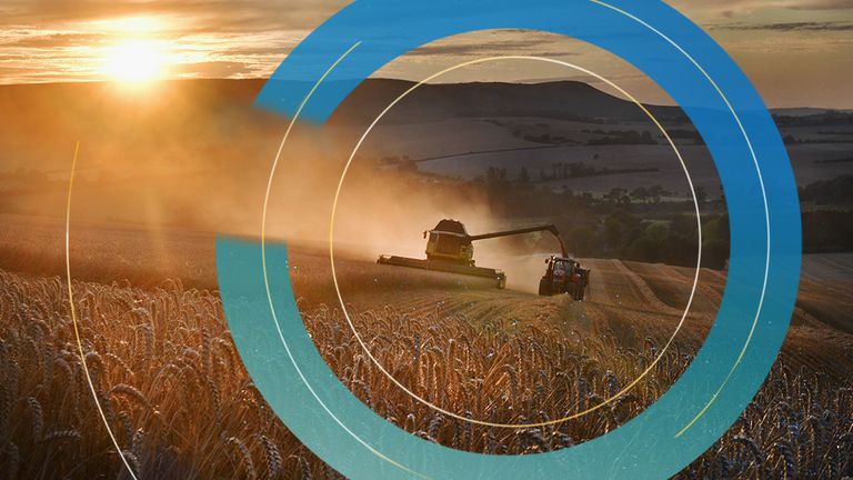 Wheat being harvested on the South Downs at sunset, England, UK