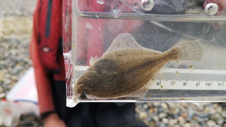 Undated handout photo issued by Zoological Society of London (ZSL) of a flounder from the River Thames. According to the the first ever State of the Thames report the river is a "rich and varied" home for wildlife including seahorses and sharks, a ZSL led report into the health of the river has concluded six decades after parts of it were declared "biologically dead". Issue date: Wednesday November 10, 2021.
